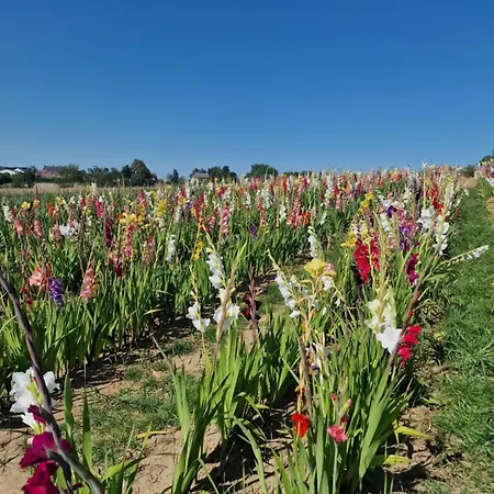 Ulala Charleroi Airport Bruxelles Homestay szállás