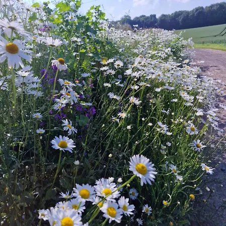 Ulala Charleroi Airport Bruxelles Homestay szállás *